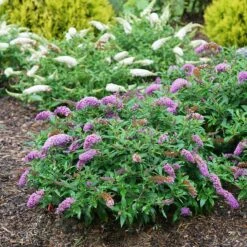 Pugster Periwinkle® Butterfly Bush