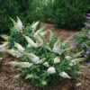 Pugster White® Butterfly Bush -Greatgardenplants 857 4134 popup