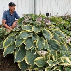 Shadowland® 'Gigantosaurus' Hosta -Greatgardenplants 858e931dfdac627605d9c3b55b7fd599