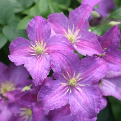 Jolly Good™ Clematis -Greatgardenplants 859 4168 popup