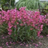 Bejeweled™ 'Pink Pearls' Beardtongue -Greatgardenplants 86ab5b04e30cfb7a5eb41a18dff679f4