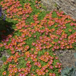 Fire Spinner® Ice Plant -Greatgardenplants 87799fa0cc8d37893830b47c098ef46c