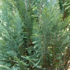 Pinpoint® Blue False Cypress -Greatgardenplants 896 4157 popup