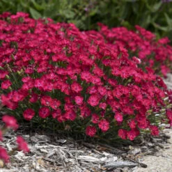 'Paint The Town Red' Dianthus -Greatgardenplants 8d9e493de68a8bec5e3463796fee61b9