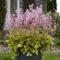 Fun And Games® 'Eye Spy' Foamy Bells -Greatgardenplants 940d71b1f49c0350021022dffb82a293