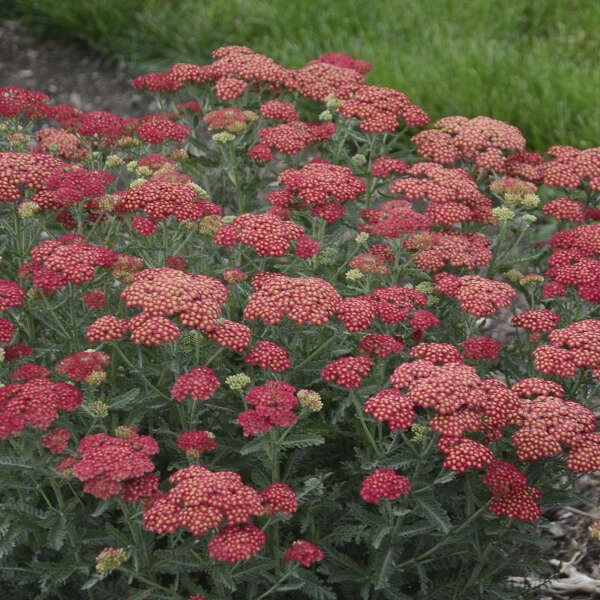 'Firefly Red Pop' Yarrow 3 'Firefly Red Pop' Yarrow
