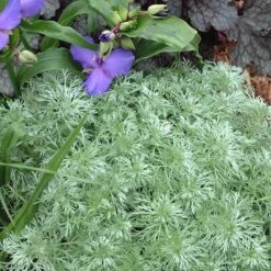 Greatgardenplants -Greatgardenplants ARTSM1Q 2 sw