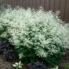 Goatsbeard -Greatgardenplants ARUDI1Q 3 sw