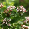 Sweet Emotion® Abelia -Greatgardenplants Abelia Sweet Emotion 1 P
