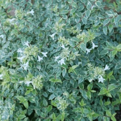 Mucho Gusto™ Abelia -Greatgardenplants AbeliaMuchoGustoP1218143 1000x1000 f964056