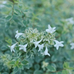 Mucho Gusto™ Abelia -Greatgardenplants AbeliaMuchoGustoP1218145 1080x1080 42faef0