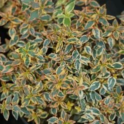 Tres Amigos™ Abelia -Greatgardenplants AbeliaTresAmigosDSC03603 800x800 bc79cb8