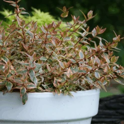 Tres Amigos™ Abelia -Greatgardenplants AbeliaTresAmigosDSC07008 800x800 75e6e98