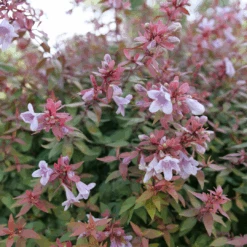 Poco Loco™ Abelia -Greatgardenplants Abelia Poco Loco P1218426 1080x1080 1b883b5