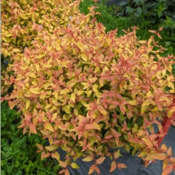 Poco Loco™ Abelia -Greatgardenplants Abelia Poco Loco PXL 20230811 171613498 1080x1080 ad9dbb7