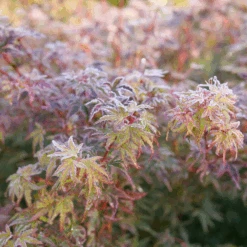 Metamorphosa™ Japanese Maple -Greatgardenplants AcerMetamorphosaP1116890 800x800 1806549