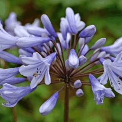 'Valencia' Lily-of-the-Nile