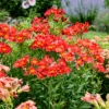 Summer Heat Peruvian Lily (Alstroemeria)