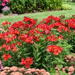 Summer Heat Peruvian Lily (Alstroemeria) -Greatgardenplants Alstroemeria Summer Heat 1