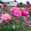'Puff® 'Pink' Japanese Anemone -Greatgardenplants Anemone Puff Pink 3