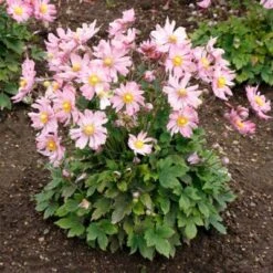 Satin Doll™ 'Glow' Japanese Anemone -Greatgardenplants Anemone Satin Doll Glow 1 400x400 1