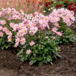 Satin Doll™ 'Glow' Japanese Anemone -Greatgardenplants Anemone Satin Doll Glow 3 400x400 1