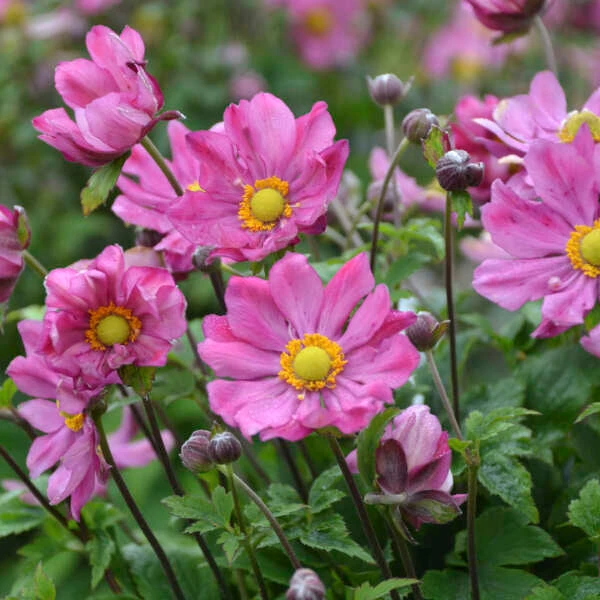 'Curtain Call Deep Rose' Japanese Anemone 5 'Curtain Call Deep Rose' Japanese Anemone - Image 3