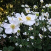 'Honorine Jobert' Japanese Anemone -Greatgardenplants Anemone HonorineJobert JapaneseAnemone