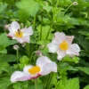 'Robustissima' Japanese Anemone -Greatgardenplants Anemonerobustissima 200820gbo015