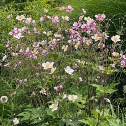 'Robustissima' Japanese Anemone -Greatgardenplants Anemonerobustissima 210812gbo005