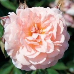 Apricot Drift® Rose -Greatgardenplants ApricotDrift 3