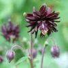 'Black Barlow' Columbine -Greatgardenplants AquilegiavulgarisBlackBarlow 090525gbp001