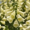 Arctic Fox™ Lemon Cream Foxglove (Digitalis) -Greatgardenplants Arctic Fox Lemon Cream Foxglove Digitalis
