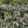 Low Scape Snowfire™ Aronia -Greatgardenplants AroniaLowScapeSnowfireIMG 6792 800x800 b48c4ea