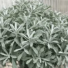 GardenGhost™ Wormwood -Greatgardenplants Artemisia GardenGhost