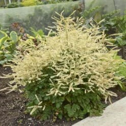 'Chantilly Lace' Goatsbeard -Greatgardenplants Aruncus Chantilly Lace 1 P sw