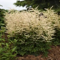 'Chantilly Lace' Goatsbeard -Greatgardenplants Aruncus Chantilly Lace 2 P sw