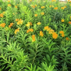 'Gay Butterflies' Milkweed Mix 7 'Gay Butterflies' Milkweed Mix -Greatgardenplants Asclepias tuberosa Gay Butterflies 138 3