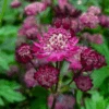 'Sparkling Stars Red' Masterwort -Greatgardenplants AstrantiaSparklingStarsRed 220607gbo022