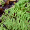 'Fronds Forever' Lady Fern (Athyrium) -Greatgardenplants Athyrium filix femina Fronds Forever
