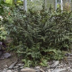 'Crested Surf' Japanese Painted Fern -Greatgardenplants Athyrium niponicum Crested Surf 1 P sw