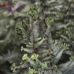 'Crested Surf' Japanese Painted Fern -Greatgardenplants Athyrium niponicum Crested Surf 3 P sw