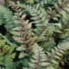 'Regal Red' Japanese Painted Fern (Athyrium) -Greatgardenplants Athyrium niponicum Regal Red