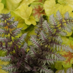 'Regal Red' Japanese Painted Fern (Athyrium) -Greatgardenplants Athyrium niponicum Regal Red 2