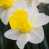 'Attraction' Trumpet Daffodil (Narcissus) -Greatgardenplants AttractionDaffodil