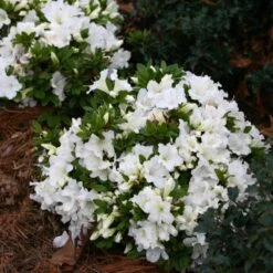 Bloom-A-Thon® White Reblooming Azalea -Greatgardenplants Azalea Bloom A Thon White 1 bd3d5e74 eb46 43dc 83e3 67a5d4c21802 sw