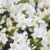 Bloom-A-Thon® White Reblooming Azalea -Greatgardenplants Azalea Bloom A Thon White 3 2036f1af 70f0 470f 9af7 82c902c0fb43 sw