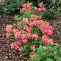 Sweet Reward™ Coral Azalea -Greatgardenplants AzaleaSweetRewardCoralIMG 7394 800x800 41c3acb