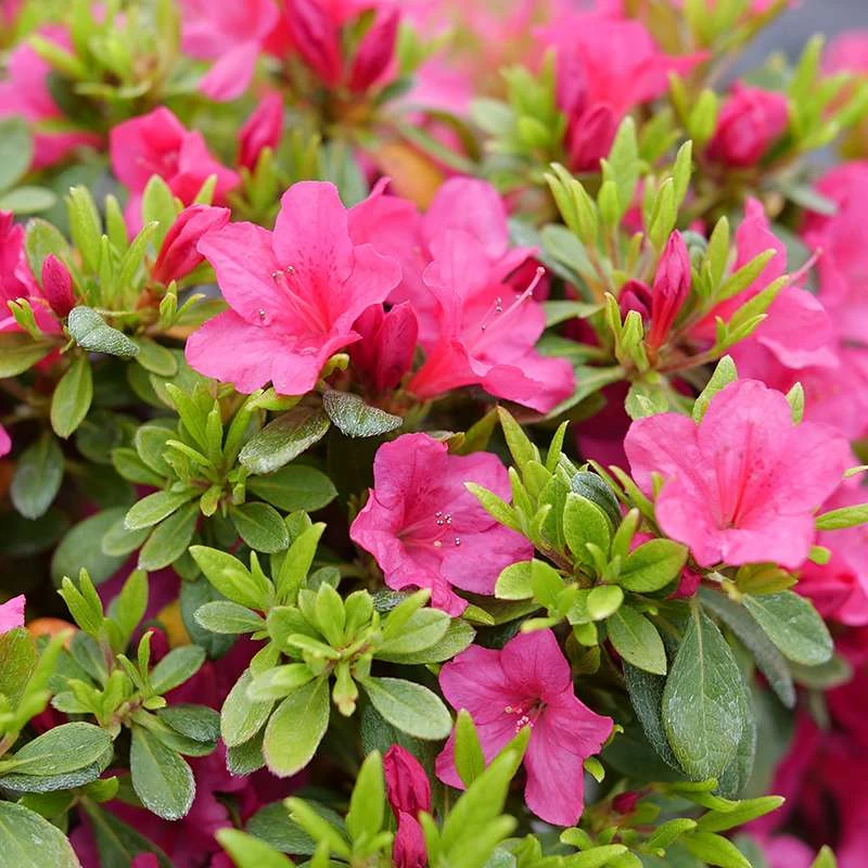 Perfecto Mundo Fuchsia Carpet™ Azalea 3 Perfecto Mundo Fuchsia Carpet™ Azalea
