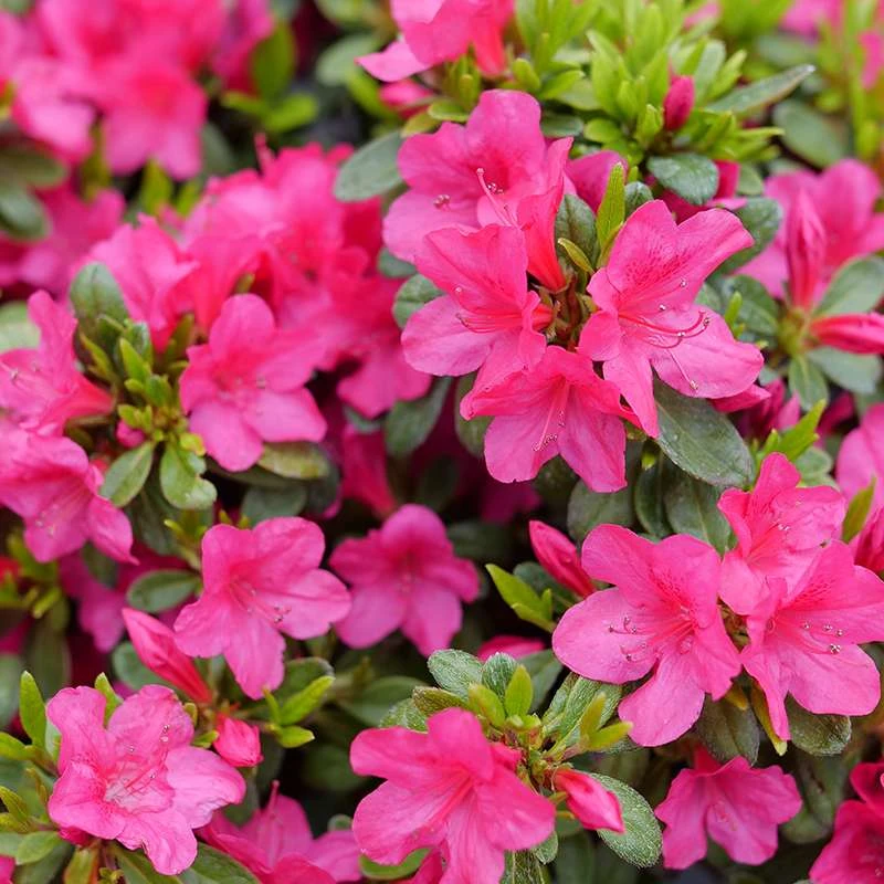 Perfecto Mundo Fuchsia Carpet™ Azalea 4 Perfecto Mundo Fuchsia Carpet™ Azalea - Image 2